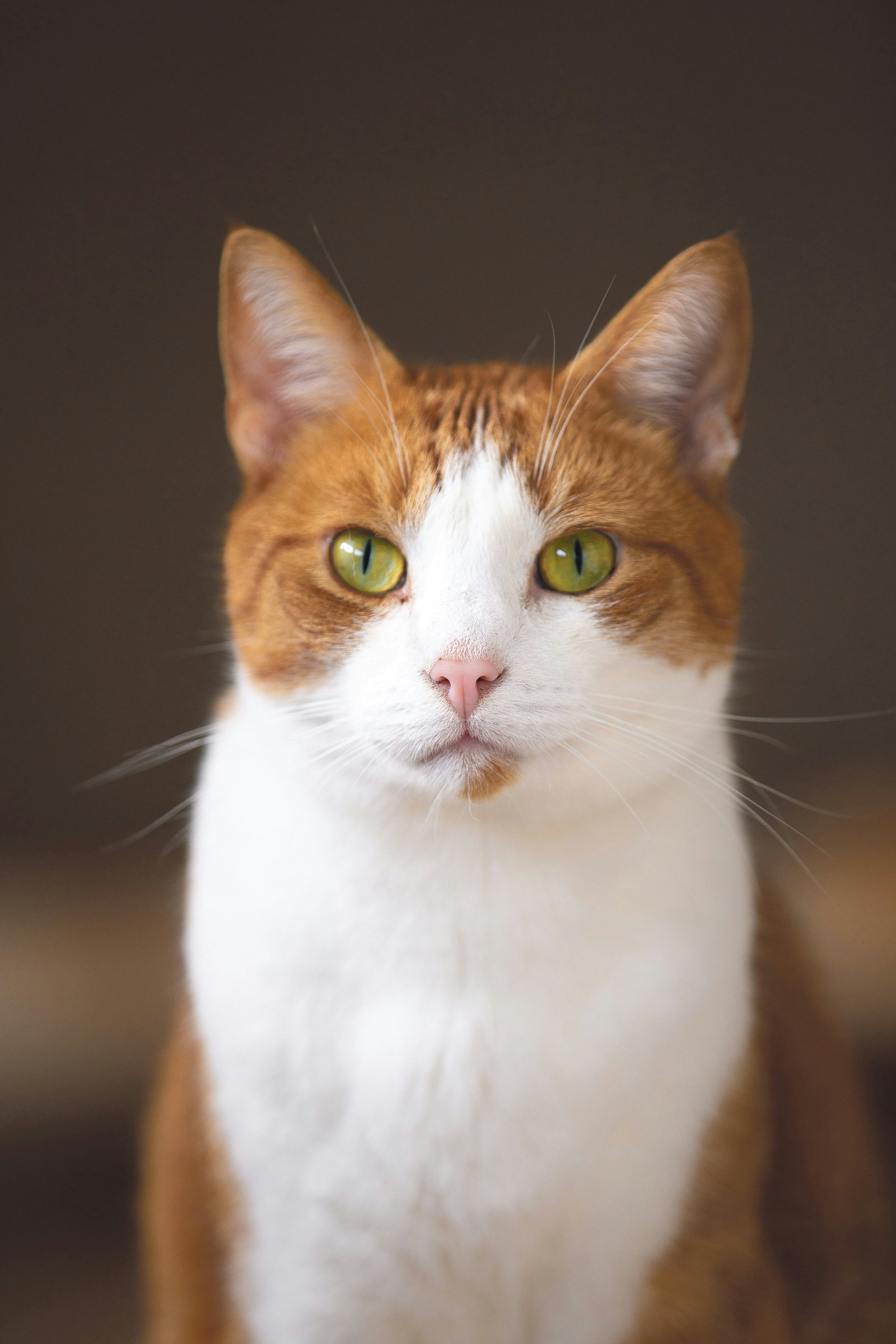 Gatos